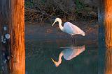 Egret Between Pilings_29979